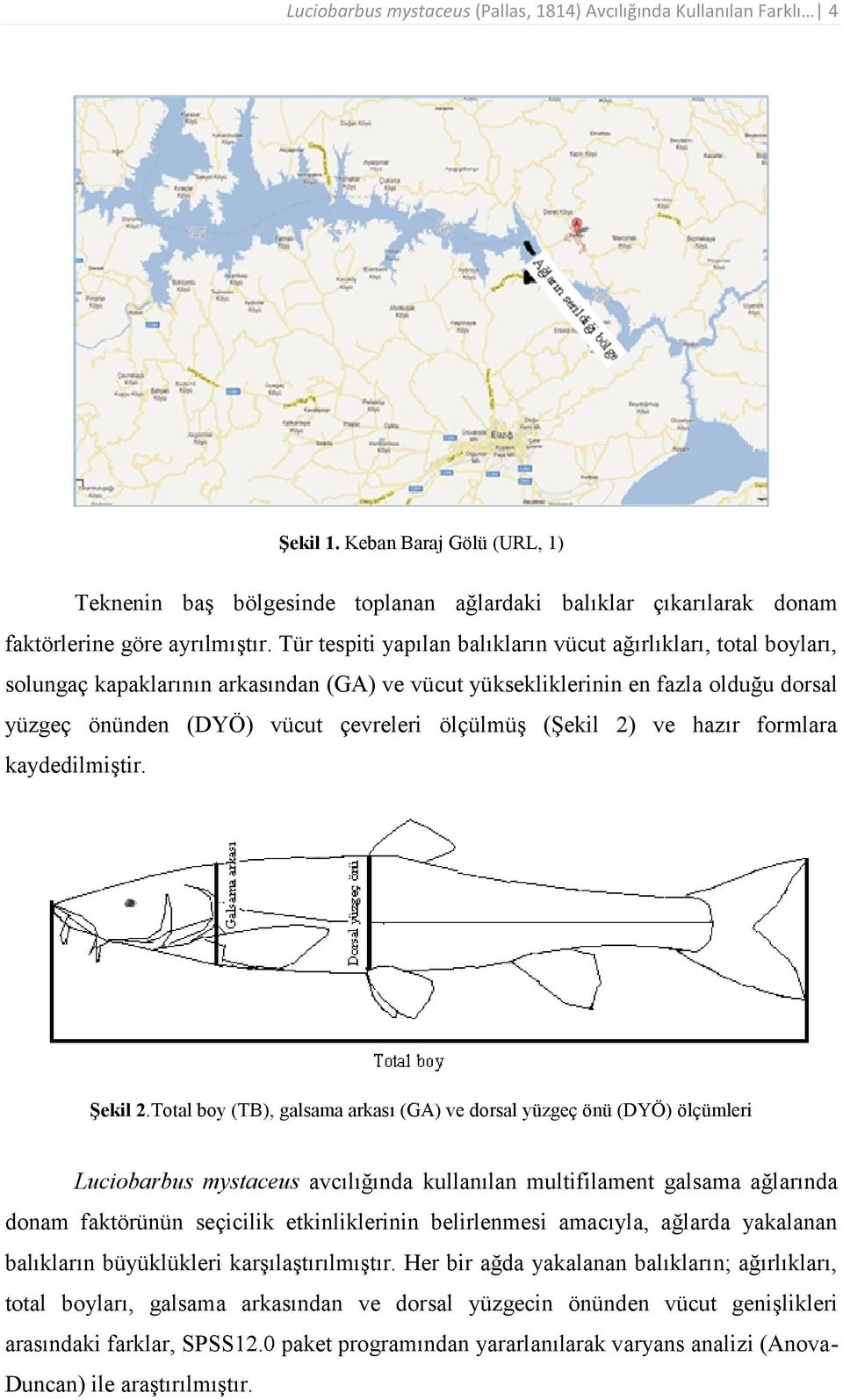 Tür tespiti yapılan balıkların vücut ağırlıkları, total boyları, solungaç kapaklarının arkasından (GA) ve vücut yüksekliklerinin en fazla olduğu dorsal yüzgeç önünden (DYÖ) vücut çevreleri ölçülmüş