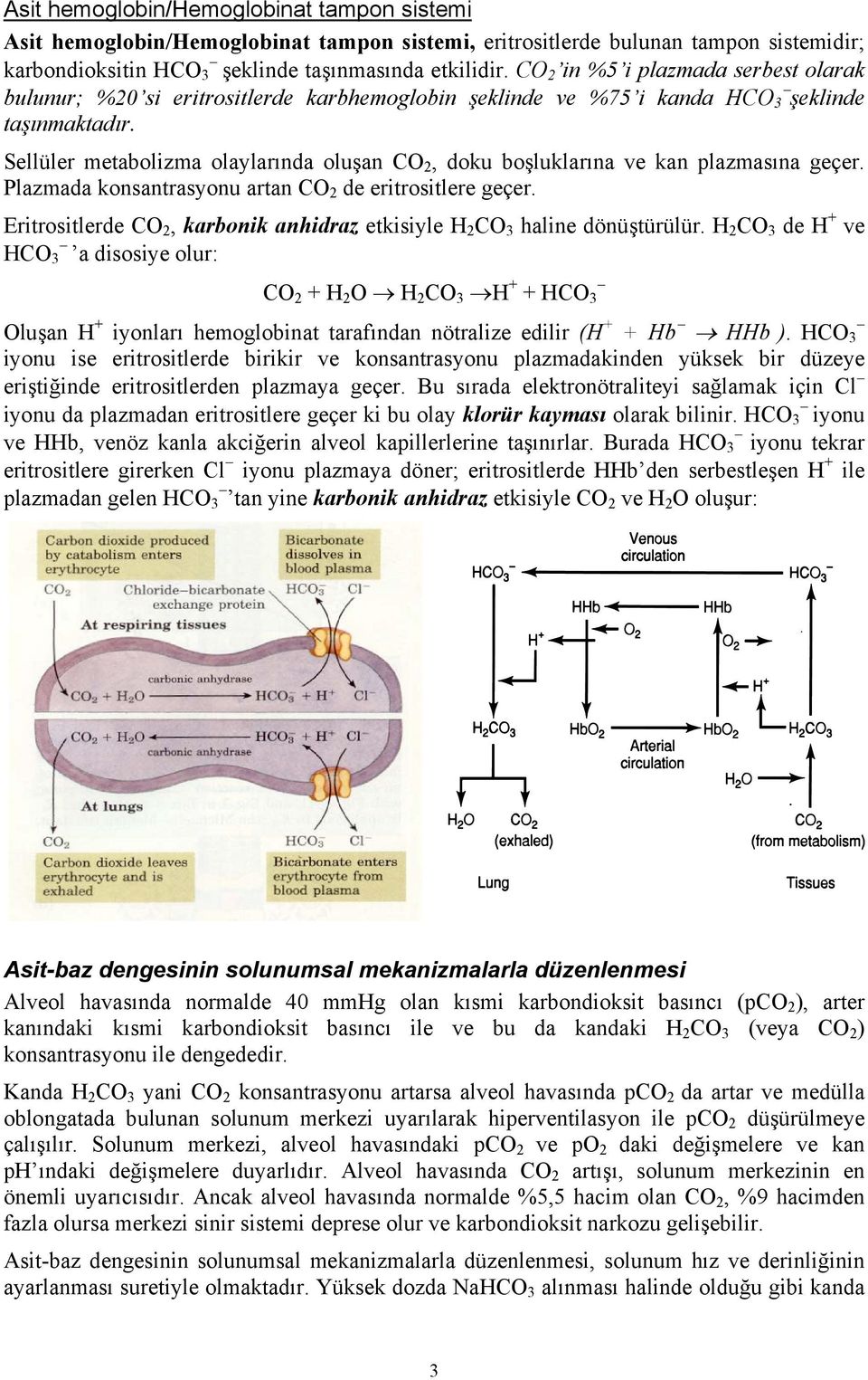 Sellüler metabolizma olaylarında oluşan CO 2, doku boşluklarına ve kan plazmasına geçer. Plazmada konsantrasyonu artan CO 2 de eritrositlere geçer.