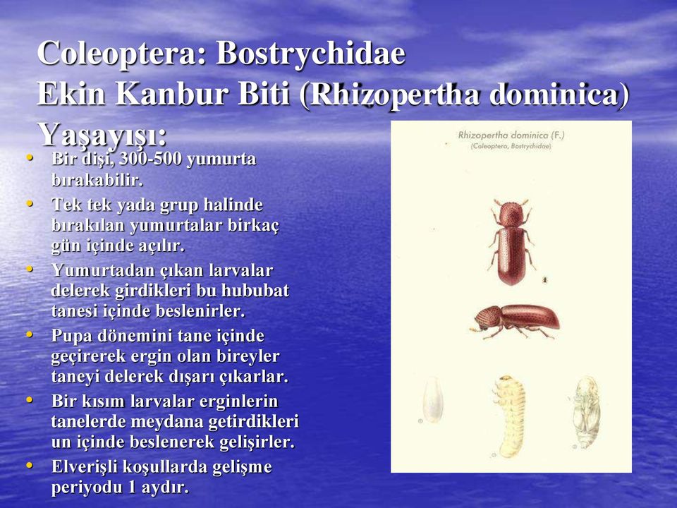 Yumurtadan çıkan larvalar delerek girdikleri bu hububat tanesi içinde beslenirler.