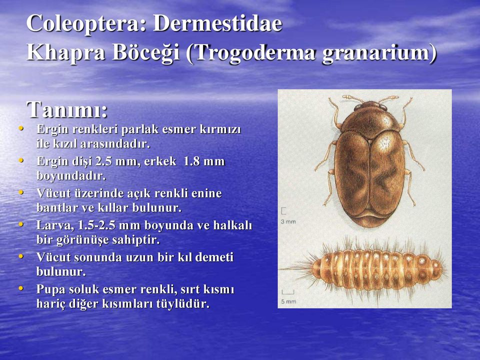 Vücut üzerinde açık renkli enine bantlar ve kıllar bulunur. Larva, 1.5-2.