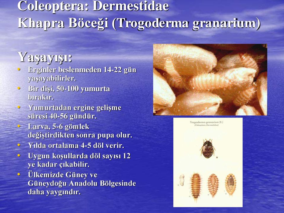 Yumurtadan ergine gelişme süresi 40-56 gündür. Larva, 5-6 gömlek değiştirdikten sonra pupa olur.