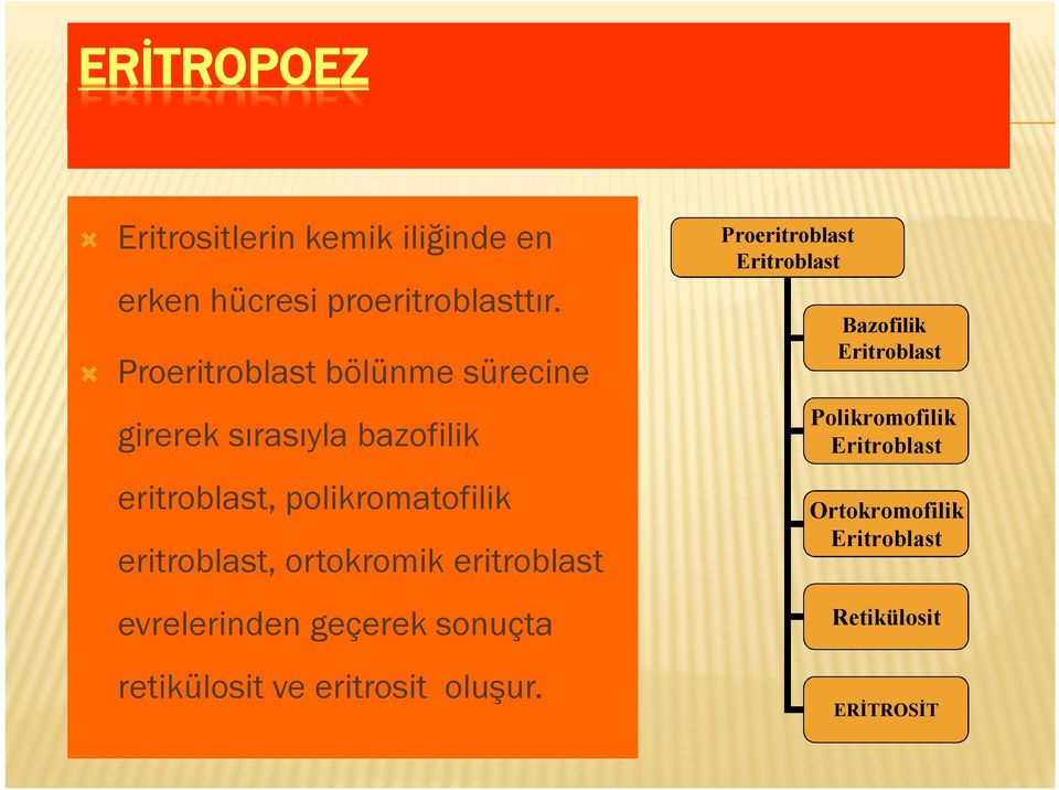 eritroblast, ortokromik eritroblast evrelerinden geçerek sonuçta retikülosit ve eritrosit oluşur.