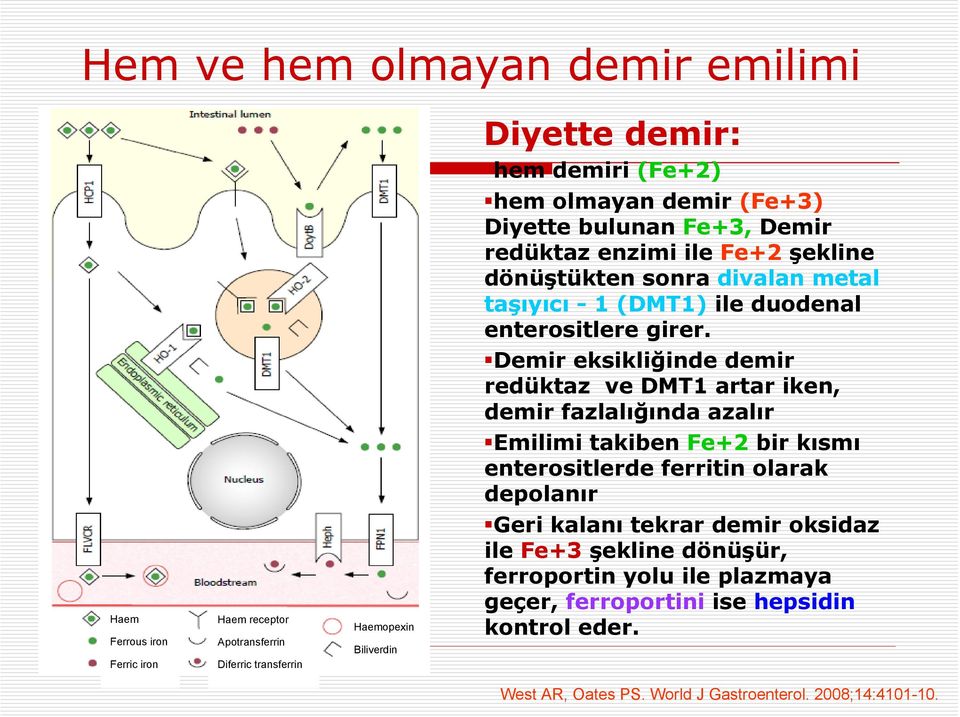 Demir eksikliğinde demir redüktaz ve DMT1 artar iken, demir fazlalığında azalır Emilimi takiben Fe+2 bir kısmı enterositlerde ferritin olarak depolanır Haem Ferrous iron