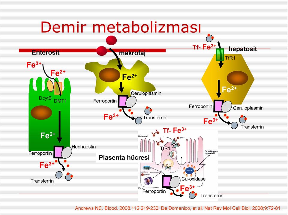 Transferrin Ferroportin Fe 3+ Hephaestin Plasenta hücresi TfR1 Transferrin Ferroportin Cu-oxidase