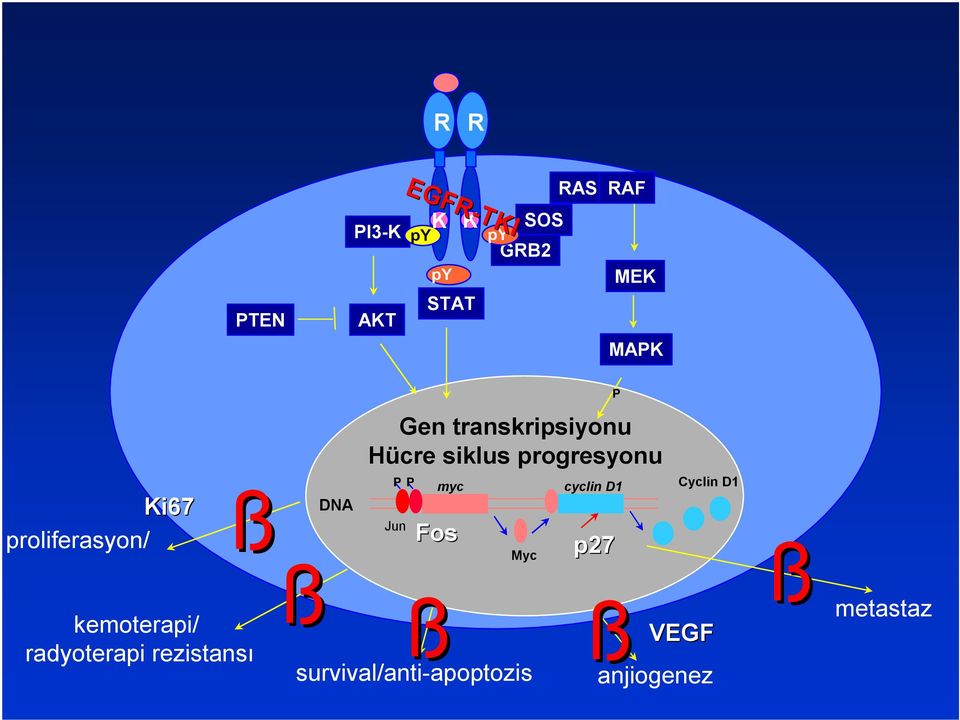 cyclin D1 Ki67 ß DNA proliferasyon/ Jun Fos ß p27 Myc ß ß kemoterapi/