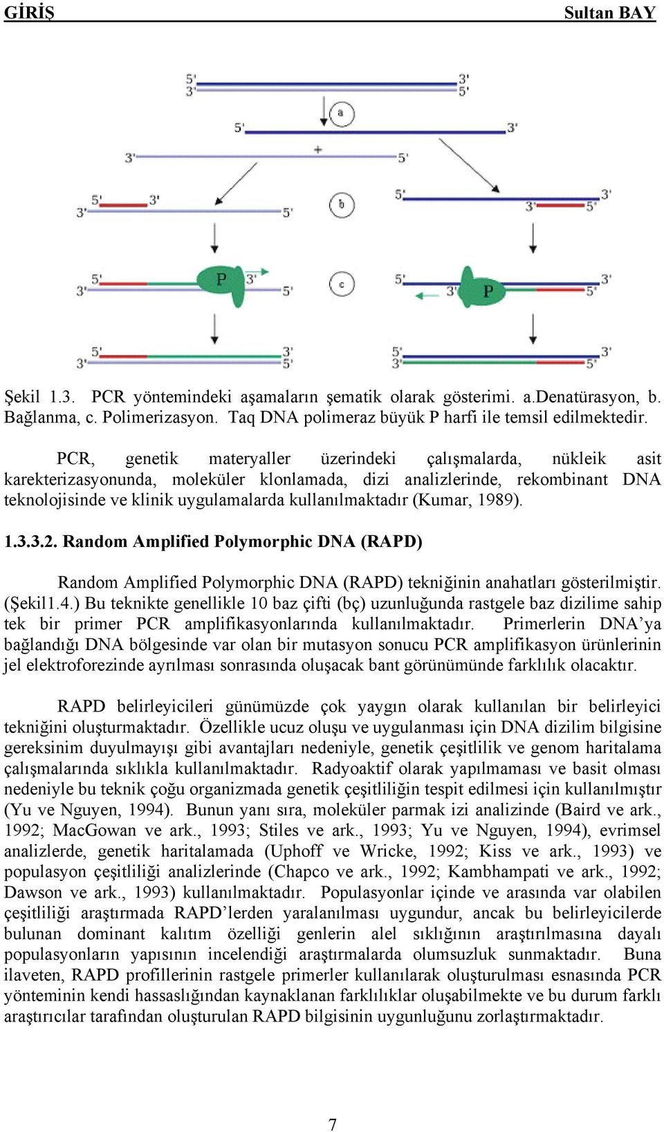 (Kumar, 1989). 1.3.3.2. Random Amplified Polymorphic DNA (RAPD) Random Amplified Polymorphic DNA (RAPD) tekniğinin anahatları gösterilmiştir. (Şekil1.4.