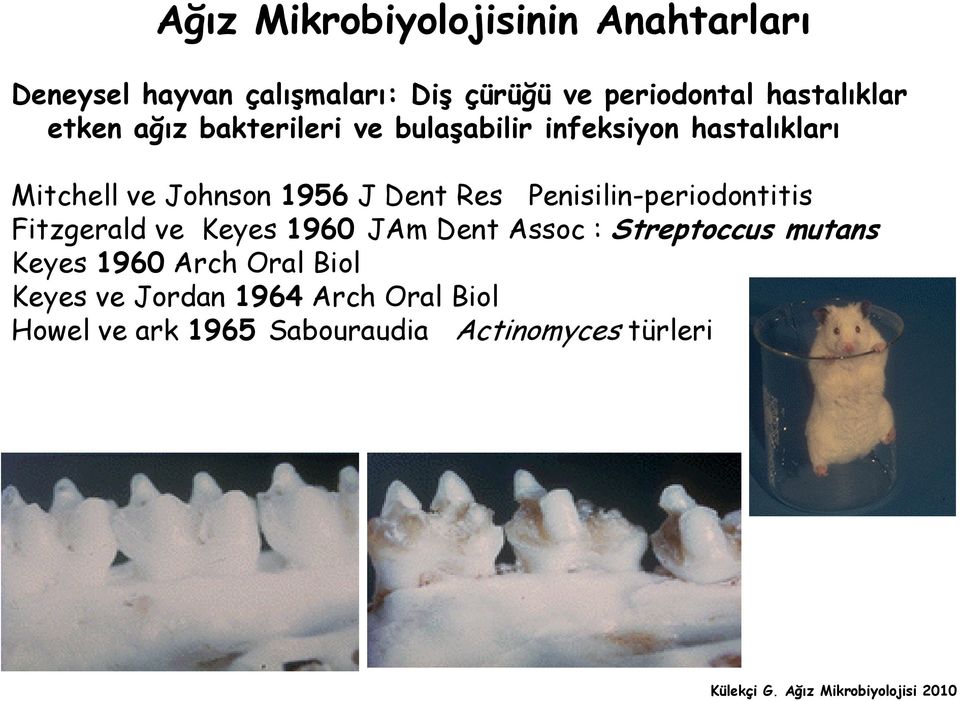 J Dent Res Penisilin-periodontitis Fitzgerald ve Keyes 1960 JAm Dent Assoc : Streptoccus mutans