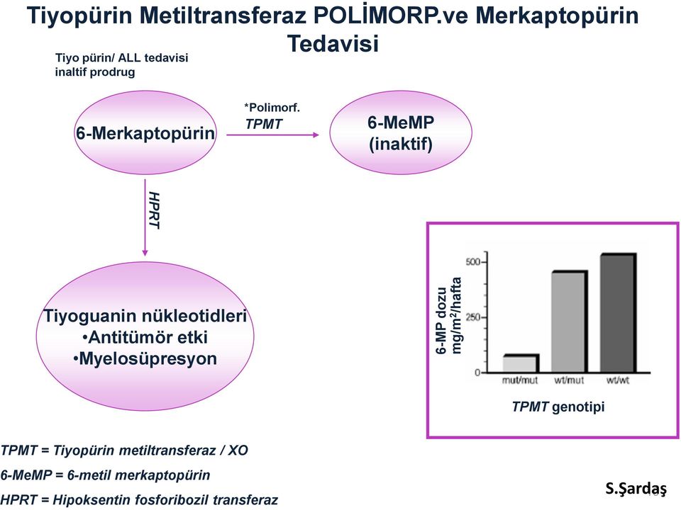 TPMT 6-MeMP (inaktif) HPRT Tiyoguanin nükleotidleri Antitümör etki Myelosüpresyon TPMT