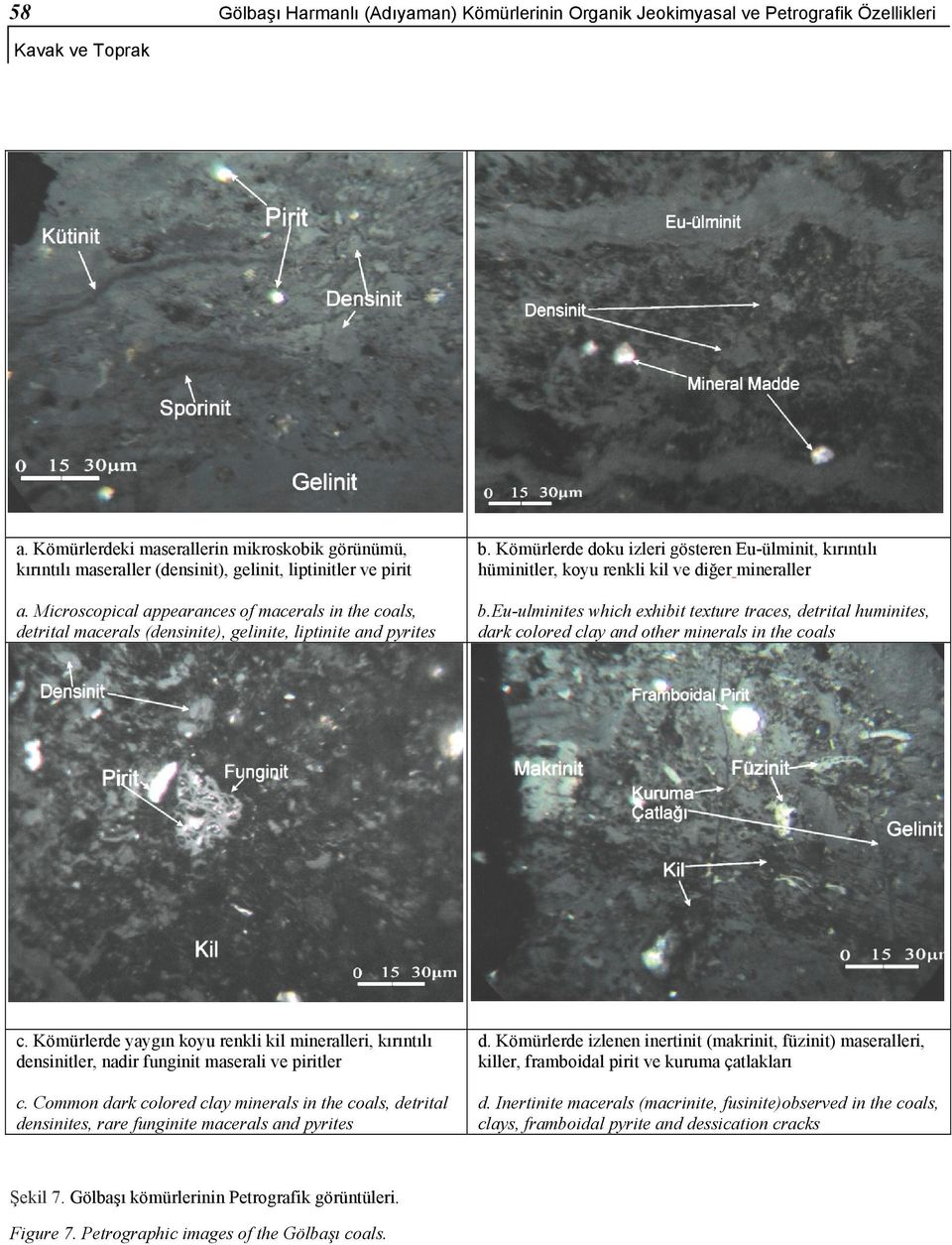 Microscopical appearances of macerals in the coals, detrital macerals (densinite), gelinite, liptinite and pyrites b.