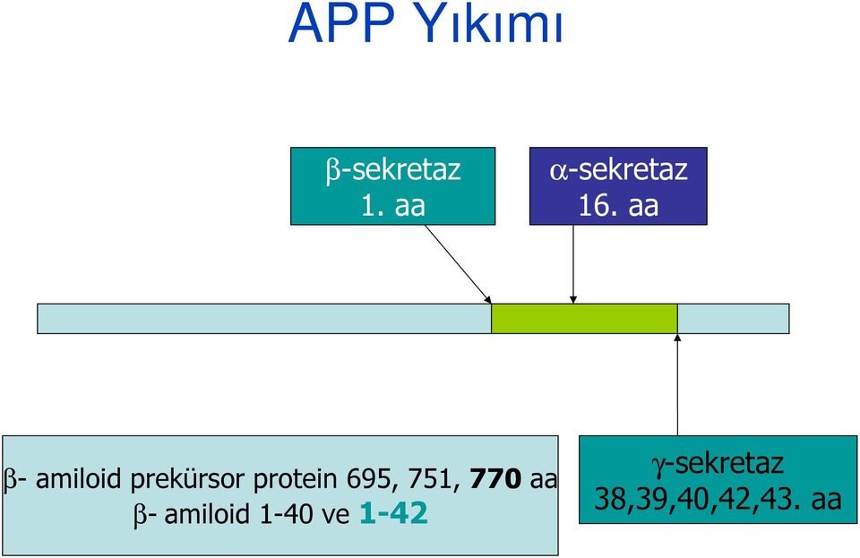 aa β- amiloid prekürsor protein