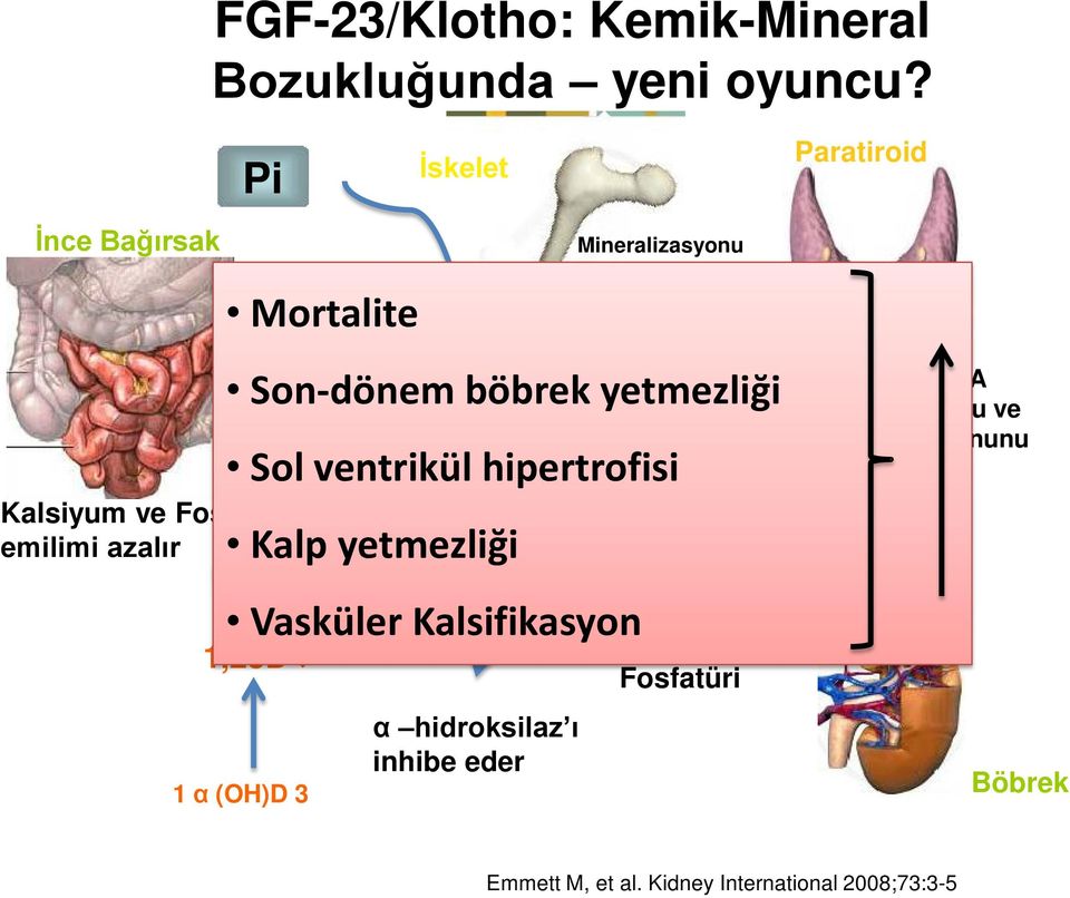 ventrikül UYARIR hipertrofisi Kalsiyum ve Fosfor FGF-23 emilimi azalır Kalp yetmezliği Vasküler Kalsifikasyon 1,25D 1