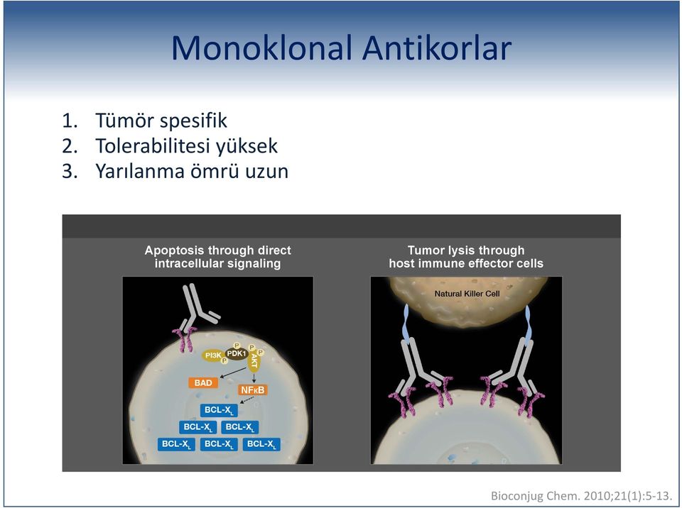 effector cells NFКB References: 1. Ducry L et al. Bioconjug Chem. 2010;21(1):5-13. 2. Carter P et al.