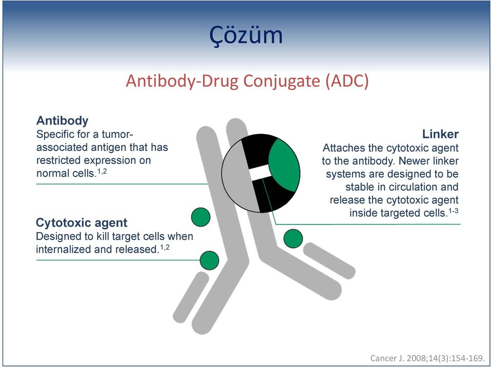 1,2 Cytotoxic agent Designed to kill target cells when internalized and released.