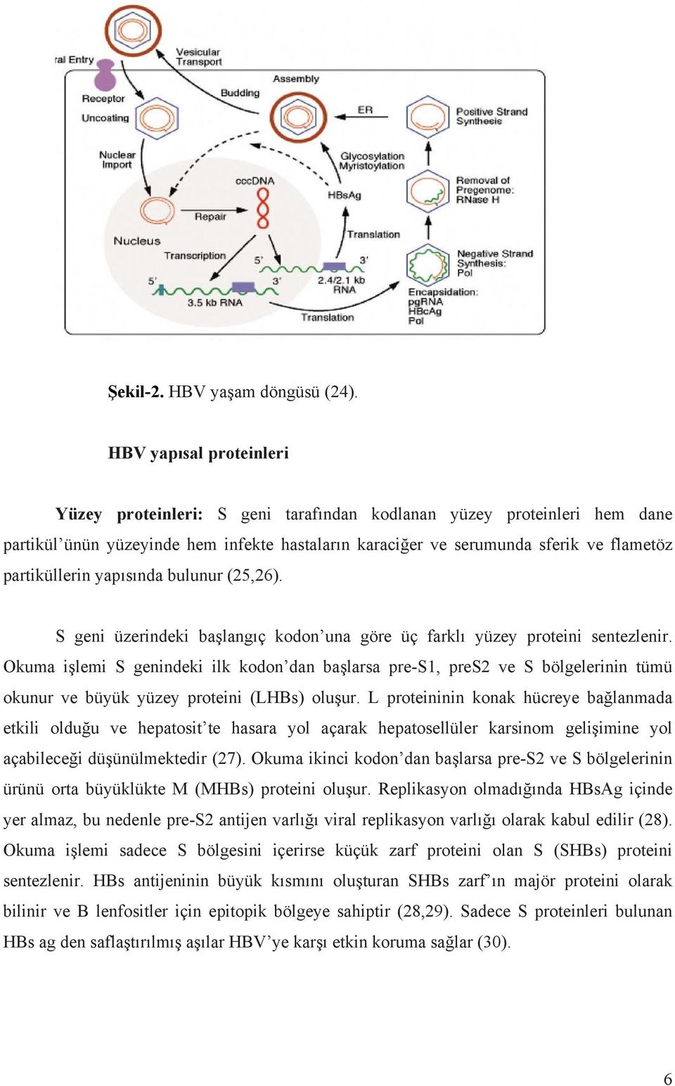 yapısında bulunur (25,26). S geni üzerindeki başlangıç kodon una göre üç farklı yüzey proteini sentezlenir.