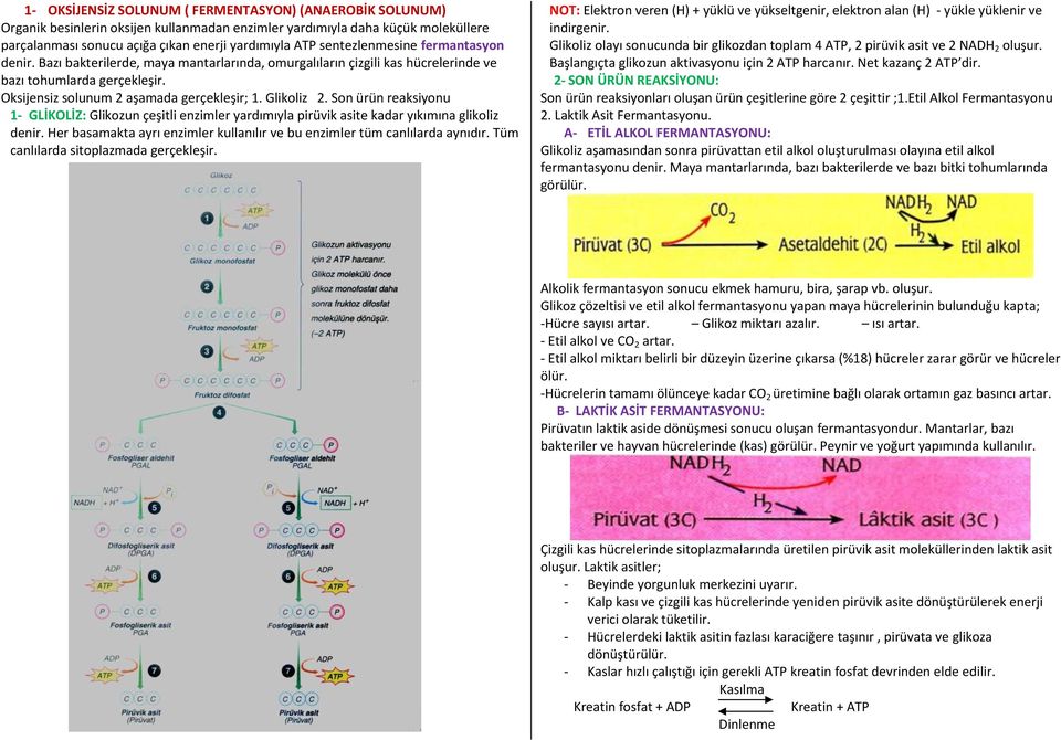 Glikoliz 2. Son ürün reaksiyonu 1- GLİKOLİZ: Glikozun çeşitli enzimler yardımıyla pirüvik asite kadar yıkımına glikoliz denir.
