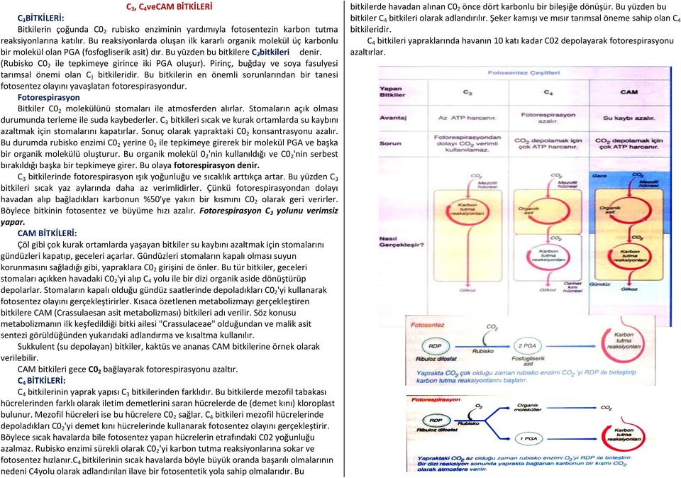 (Rubisko C0 2 ile tepkimeye girince iki PGA oluşur). Pirinç, buğday ve soya fasulyesi tarımsal önemi olan C } bitkileridir.