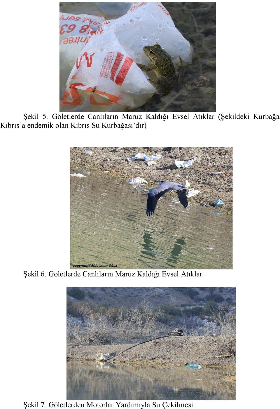 (Şekildeki Kurbağa Kıbrıs a endemik olan Kıbrıs Su