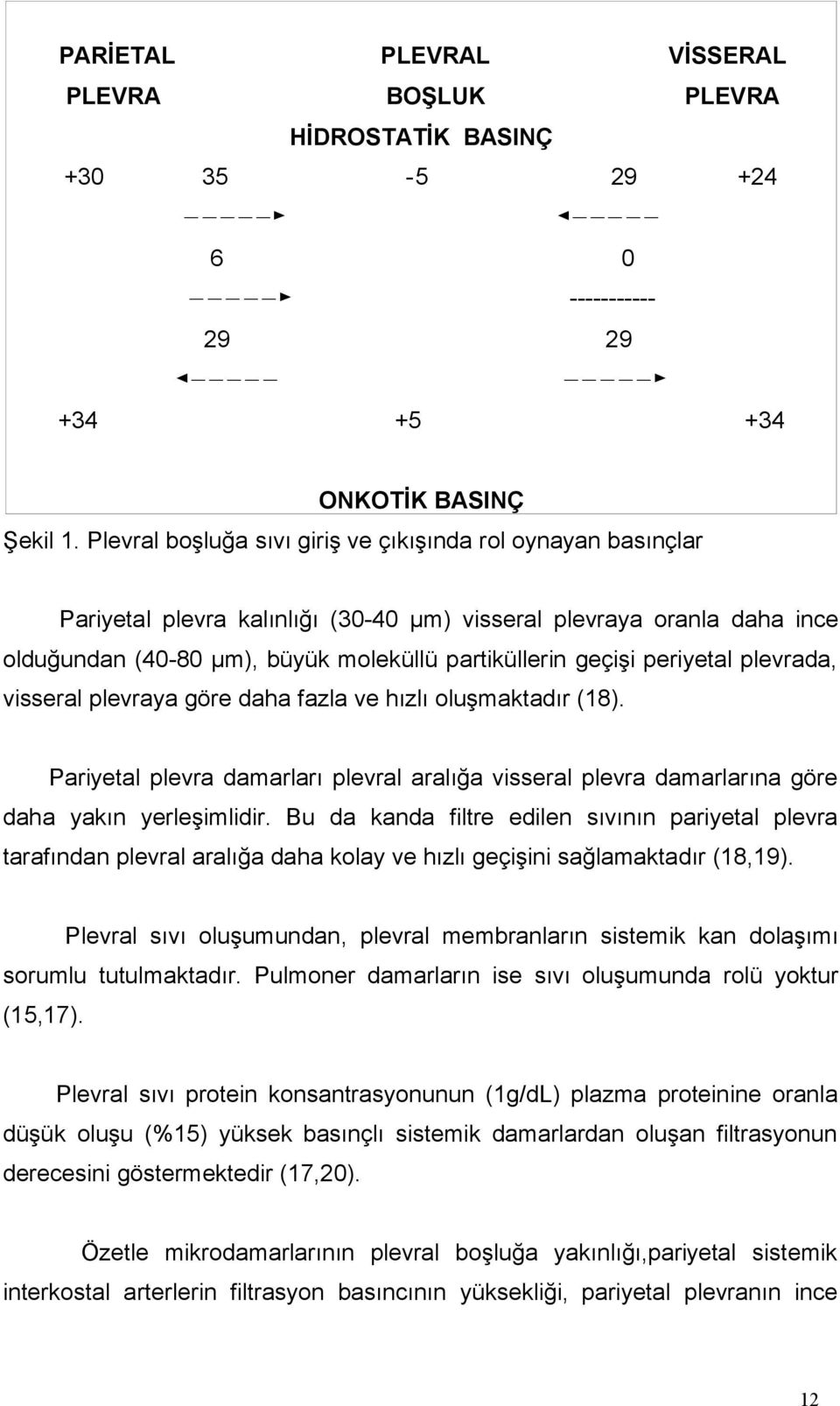 periyetal plevrada, visseral plevraya göre daha fazla ve hızlı oluşmaktadır (18). Pariyetal plevra damarları plevral aralığa visseral plevra damarlarına göre daha yakın yerleşimlidir.