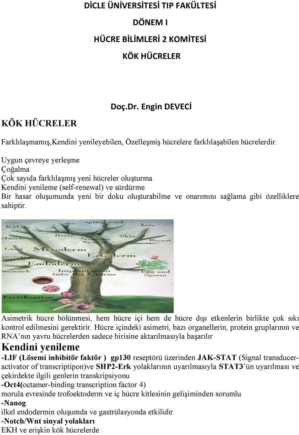 Uygun çevreye yerleşme Çoğalma Çok sayıda farklılaşmış yeni hücreler oluşturma Kendini yenileme (self-renewal) ve sürdürme Bir hasar oluşumunda yeni bir doku oluşturabilme ve onarımını sağlama gibi