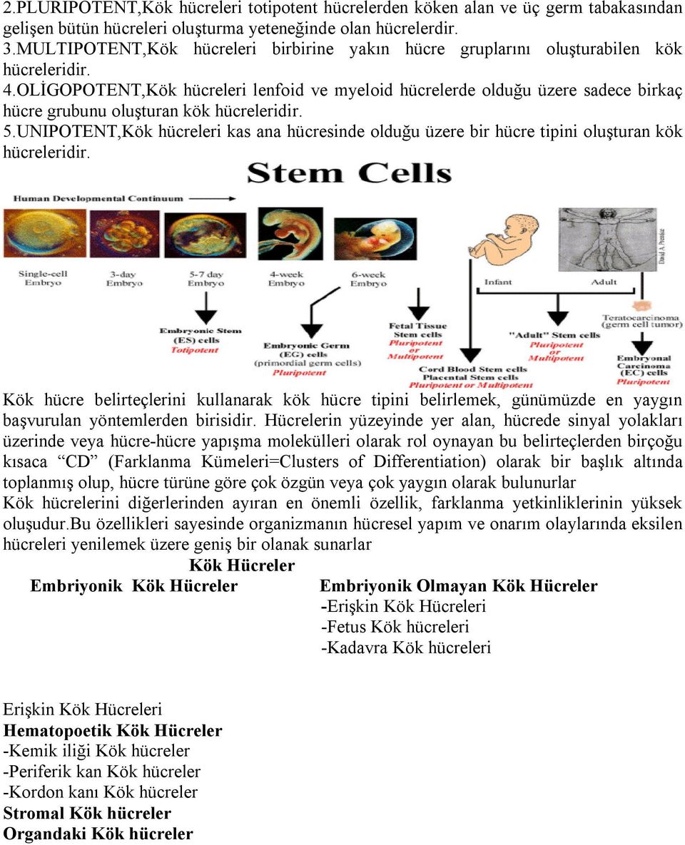 OLİGOPOTENT,Kök hücreleri lenfoid ve myeloid hücrelerde olduğu üzere sadece birkaç hücre grubunu oluşturan kök hücreleridir. 5.