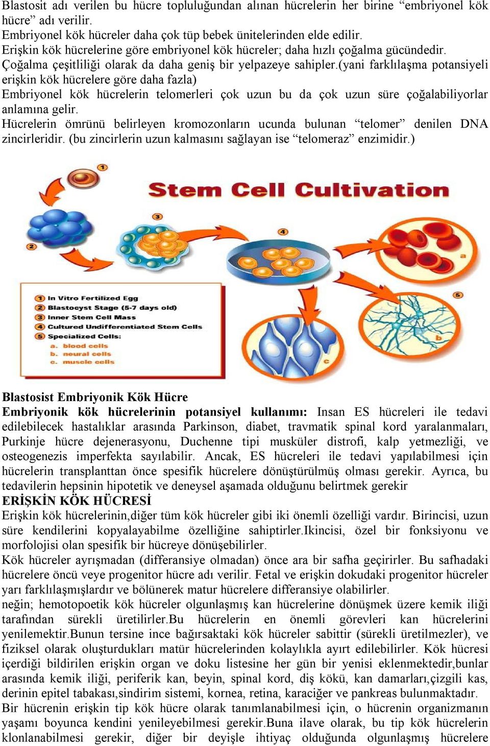 (yani farklılaşma potansiyeli erişkin kök hücrelere göre daha fazla) Embriyonel kök hücrelerin telomerleri çok uzun bu da çok uzun süre çoğalabiliyorlar anlamına gelir.