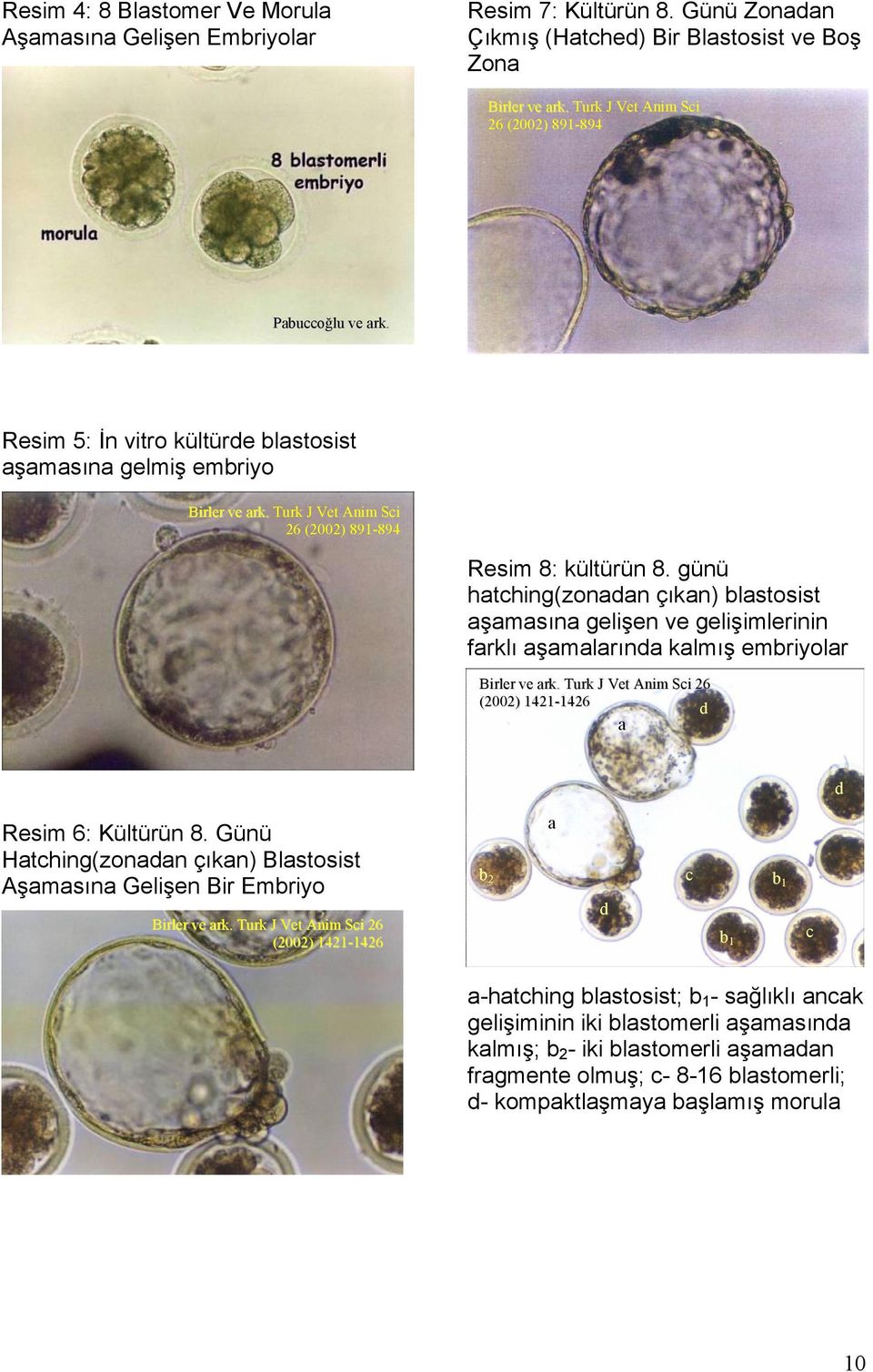 günü hatching(zonadan çıkan) blastosist aşamasına gelişen ve gelişimlerinin farklı aşamalarında kalmış embriyolar Birler ve ark. Turk J Vet Anim Sci 26 (2002) 1421-1426 d a d Resim 6: Kültürün 8.