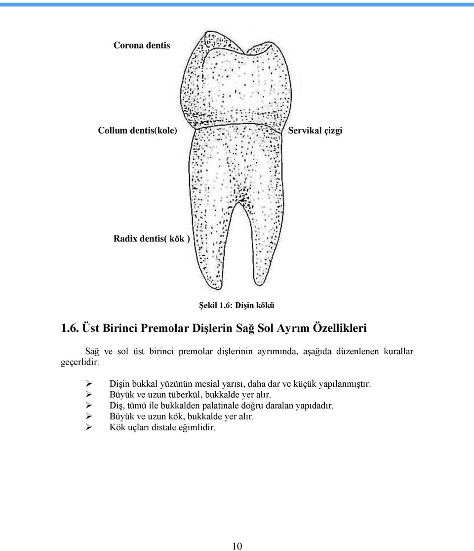 Üst Birinci Premolar DiĢlerin Sağ Sol Ayrım Özellikleri Sağ ve sol üst birinci premolar diģlerinin ayrımında, aģağıda