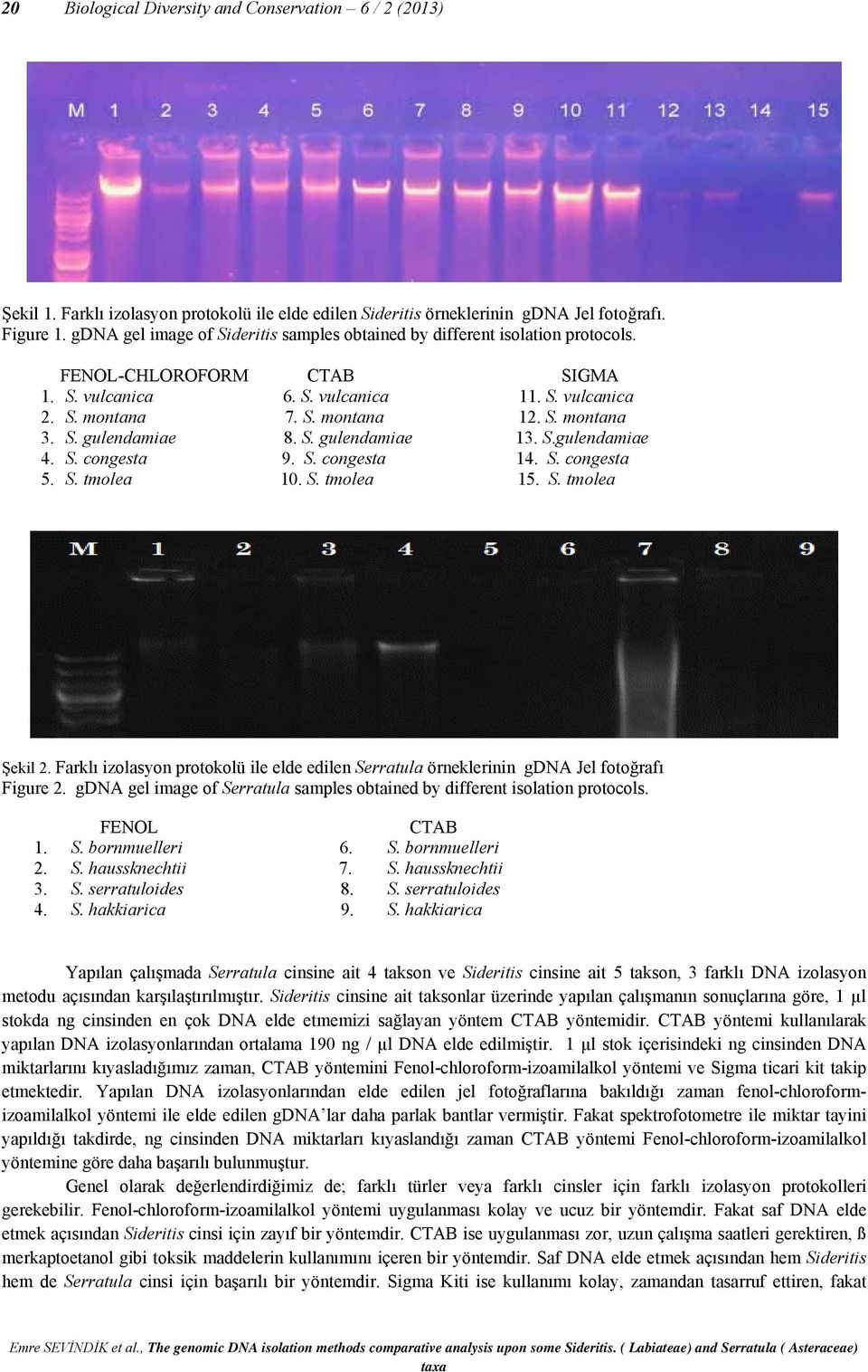 S. gulendamiae 8. S. gulendamiae 13. S.gulendamiae 4. S. congesta 9. S. congesta 14. S. congesta 5. S. tmolea 10. S. tmolea 15. S. tmolea Şekil 2.