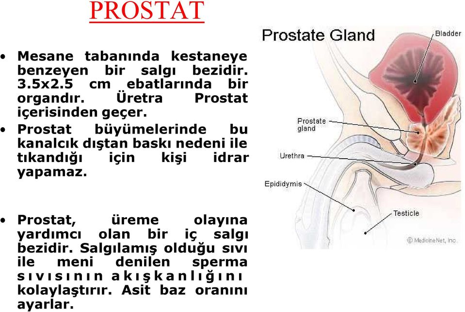 Prostat büyümelerinde bu kanalcık dıştan baskı nedeni ile tıkandığı için kişi idrar yapamaz.