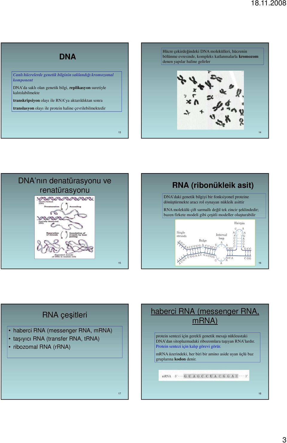 denatürasyonu ve renatürasyonu RNA (ribonükleik asit) DNA daki genetik bilgiyi bir fonksiyonel proteine dönüştürmekte aracı rol oynayan nükleik asittir RNA molekülü çift sarmallı değil tek zincir