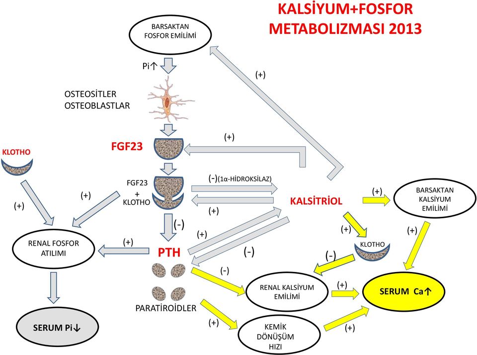 FGF23 + KLOTHO (-) PTH PARATİROİDLER (-)(1α-HİDROKSİLAZ) (-) (-) RENAL