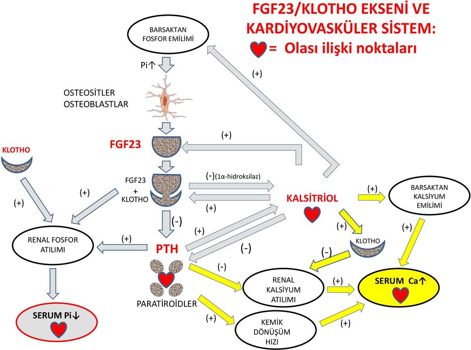 Pi FGF23 + KLOTHO (-) PTH PARATİROİDLER (-)(1α-hidroksilaz) (-) (-) RENAL KALSİYUM