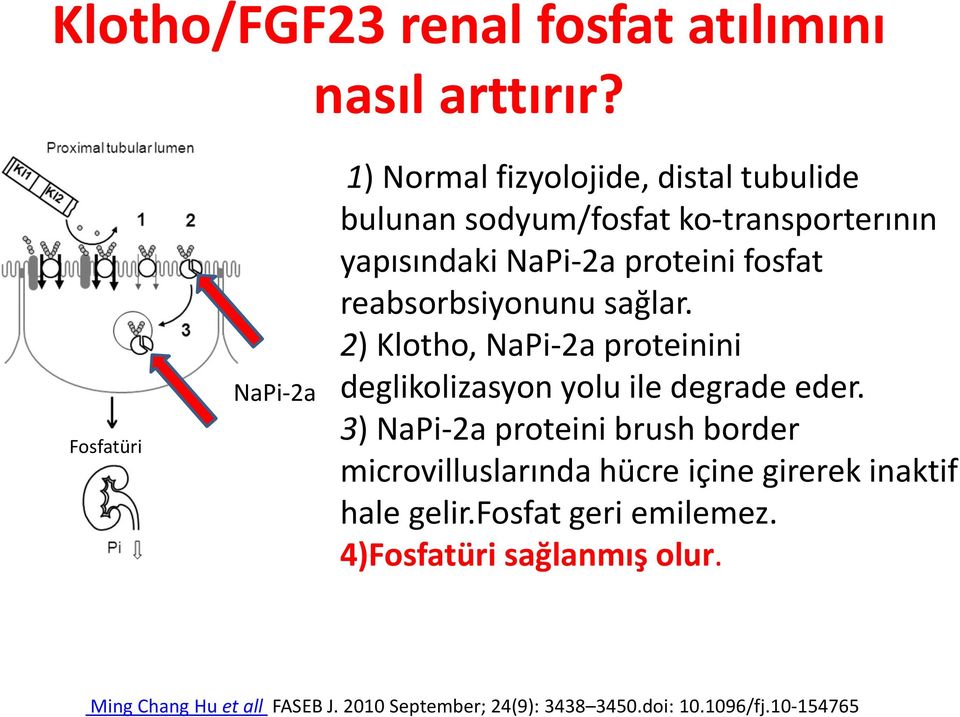 fosfat reabsorbsiyonunu sağlar. 2) Klotho, NaPi-2a proteinini deglikolizasyon yolu ile degrade eder.