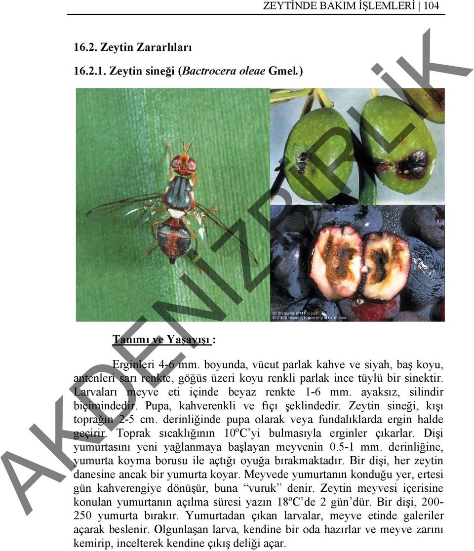 ayaksız, silindir biçimindedir. Pupa, kahverenkli ve fıçı şeklindedir. Zeytin sineği, kışı toprağın 2-5 cm. derinliğinde pupa olarak veya fundalıklarda ergin halde geçirir.