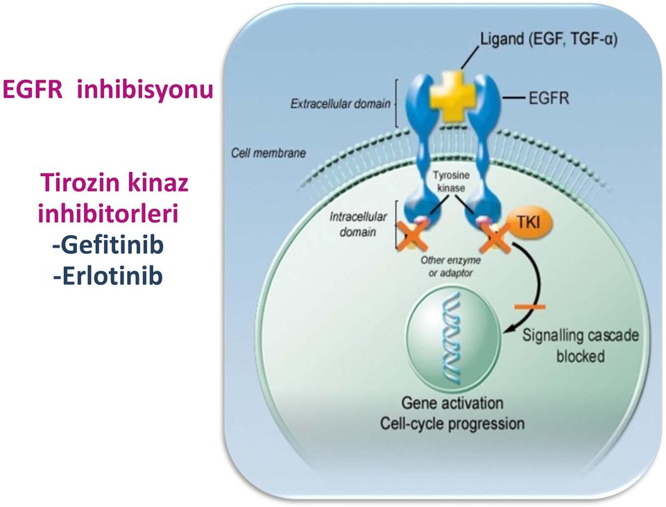 inhibitorleri