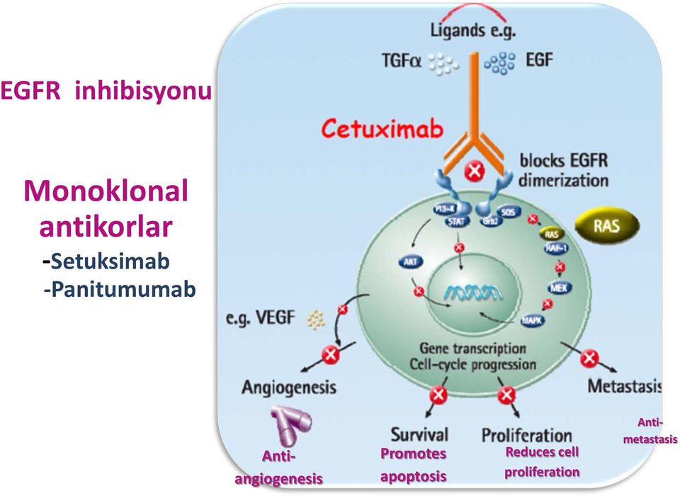 Antiangiogenesis Promotes apoptosis