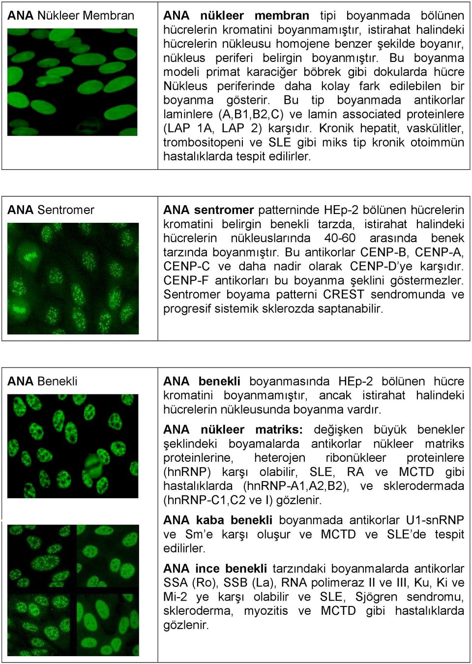 Bu tip boyanmada antikorlar laminlere (A,B1,B2,C) ve lamin associated proteinlere (LAP 1A, LAP 2) karşıdır.