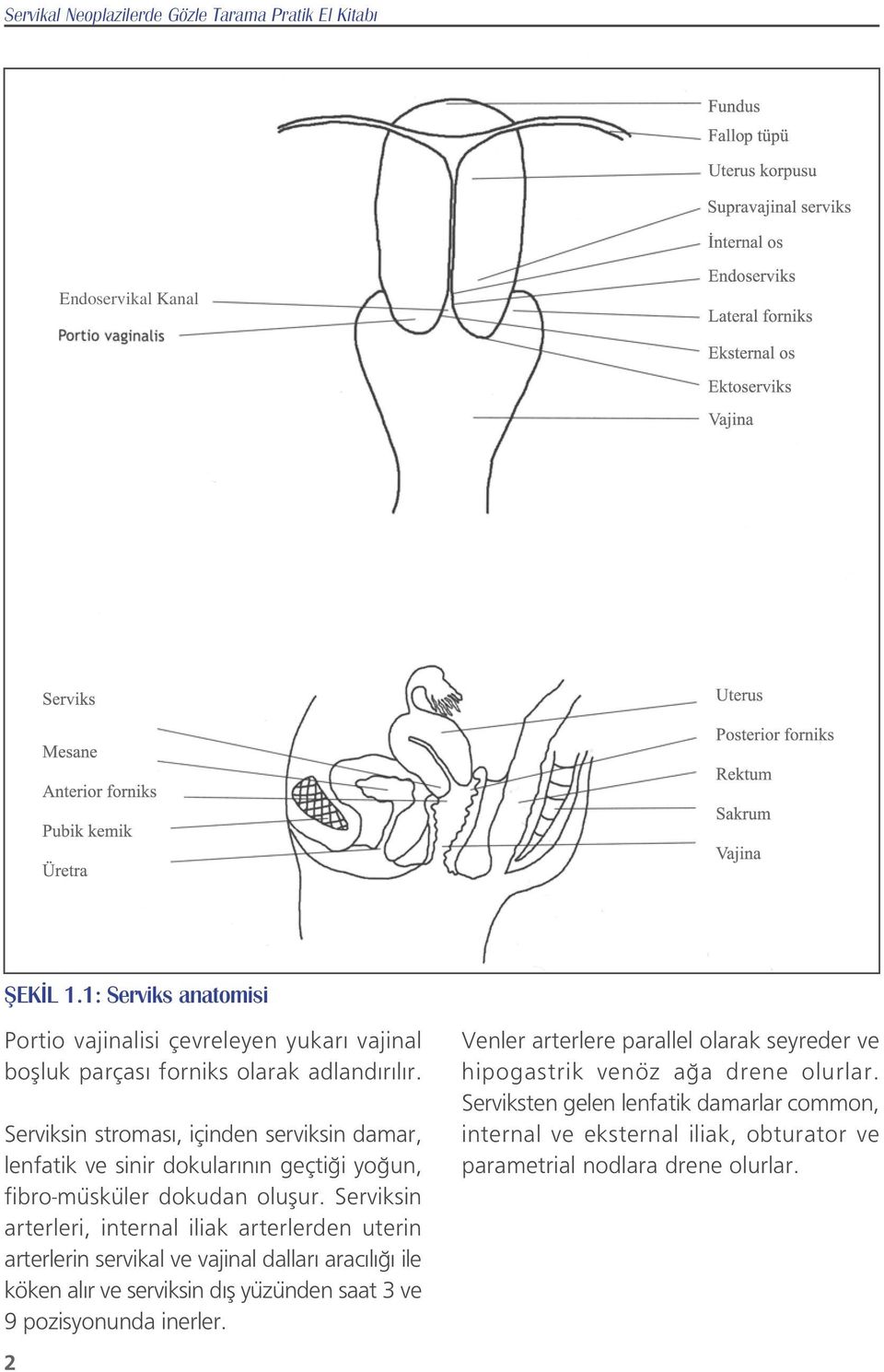 Serviksin stromas, içinden serviksin damar, lenfatik ve sinir dokular n n geçti i yo un, fibro-müsküler dokudan oluflur.