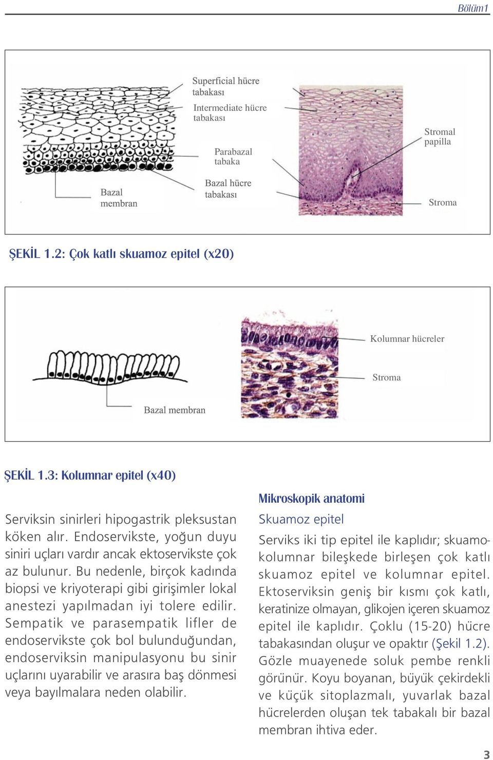 Bu nedenle, birçok kad nda biopsi ve kriyoterapi gibi giriflimler lokal anestezi yap lmadan iyi tolere edilir.