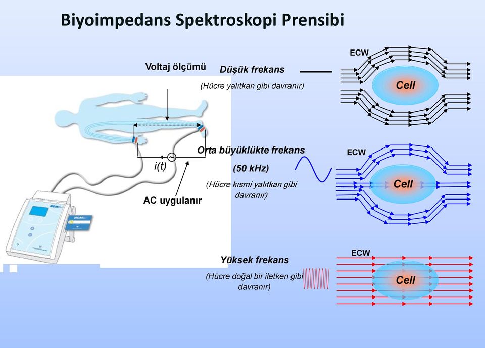 büyüklükte frekans (50 khz) (Hücre kısmi yalıtkan gibi davranır)