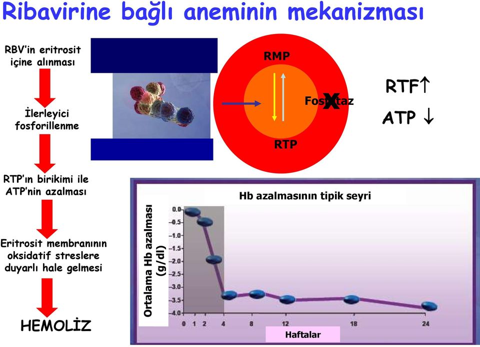 RTP ın birikimi ile ATP nin azalması Hb azalmasının tipik seyri