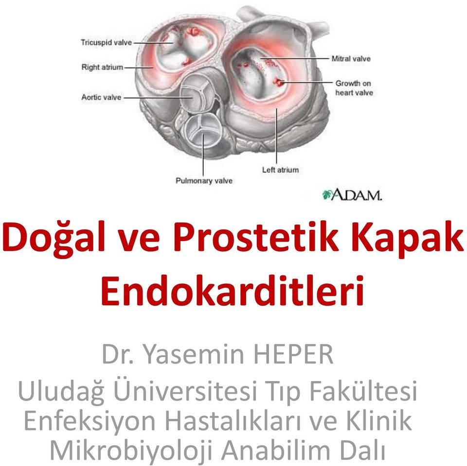 Yasemin HEPER Uludağ Üniversitesi Tıp