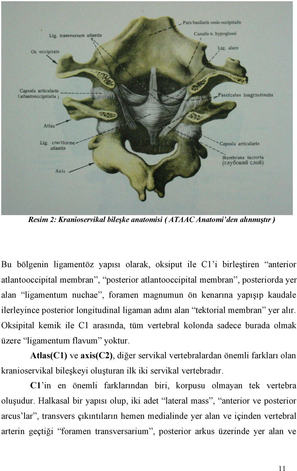 Oksipital kemik ile C1 arasında, tüm vertebral kolonda sadece burada olmak üzere ligamentum flavum yoktur.