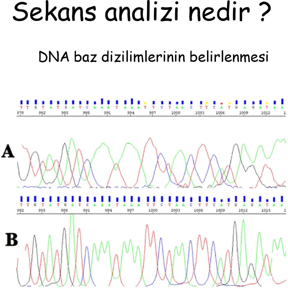 DNA baz