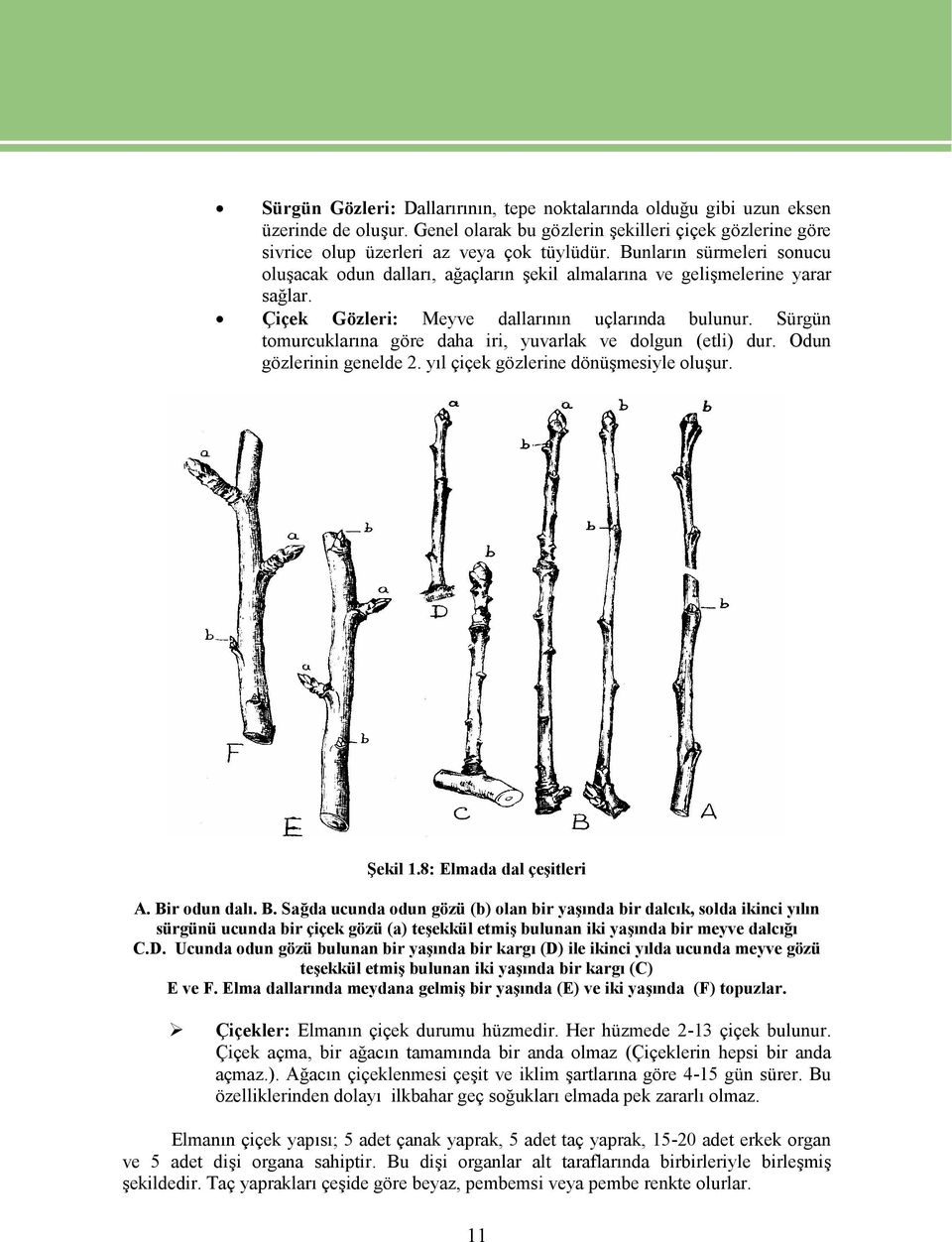 Sürgün tomurcuklarına göre daha iri, yuvarlak ve dolgun (etli) dur. Odun gözlerinin genelde 2. yıl çiçek gözlerine dönüşmesiyle oluşur. Şekil 1.8: Elmada dal çeşitleri A. Bi