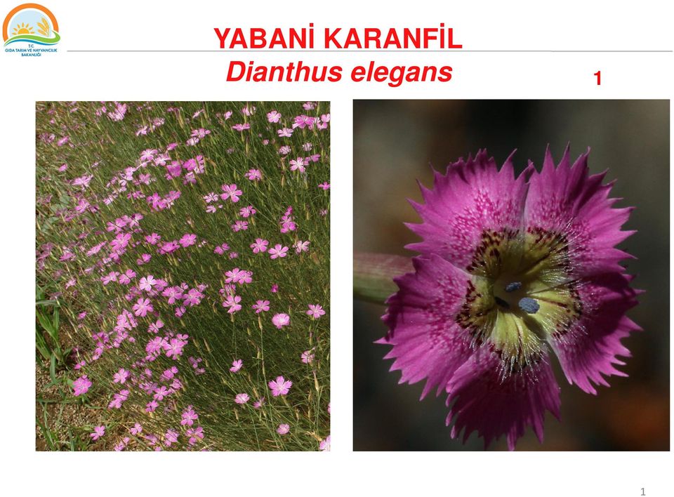 Dianthus