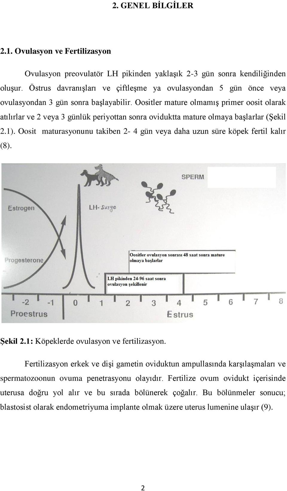 Oositler mature olmamış primer oosit olarak atılırlar ve 2 veya 3 günlük periyottan sonra oviduktta mature olmaya başlarlar (Şekil 2.1).