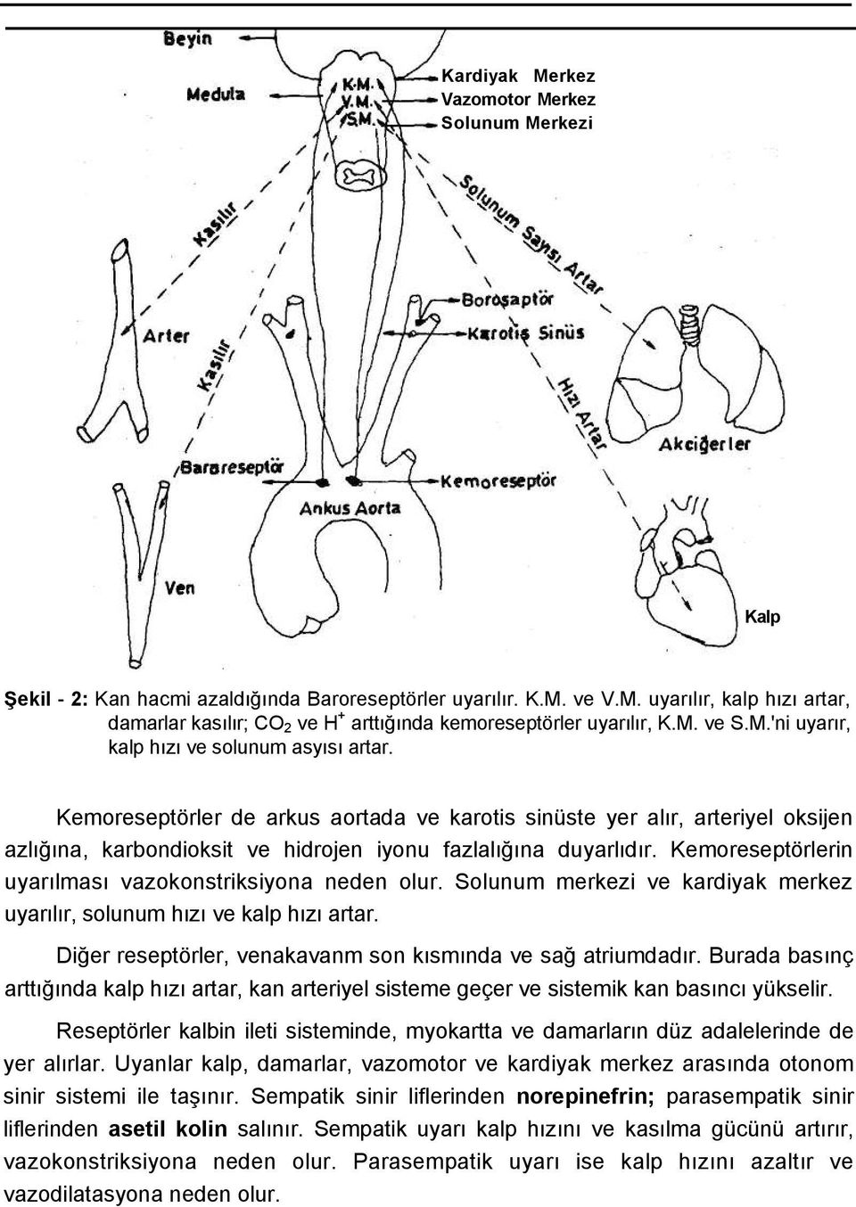 Kemoreseptörler de arkus aortada ve karotis sinüste yer alır, arteriyel oksijen azlığına, karbondioksit ve hidrojen iyonu fazlalığına duyarlıdır.