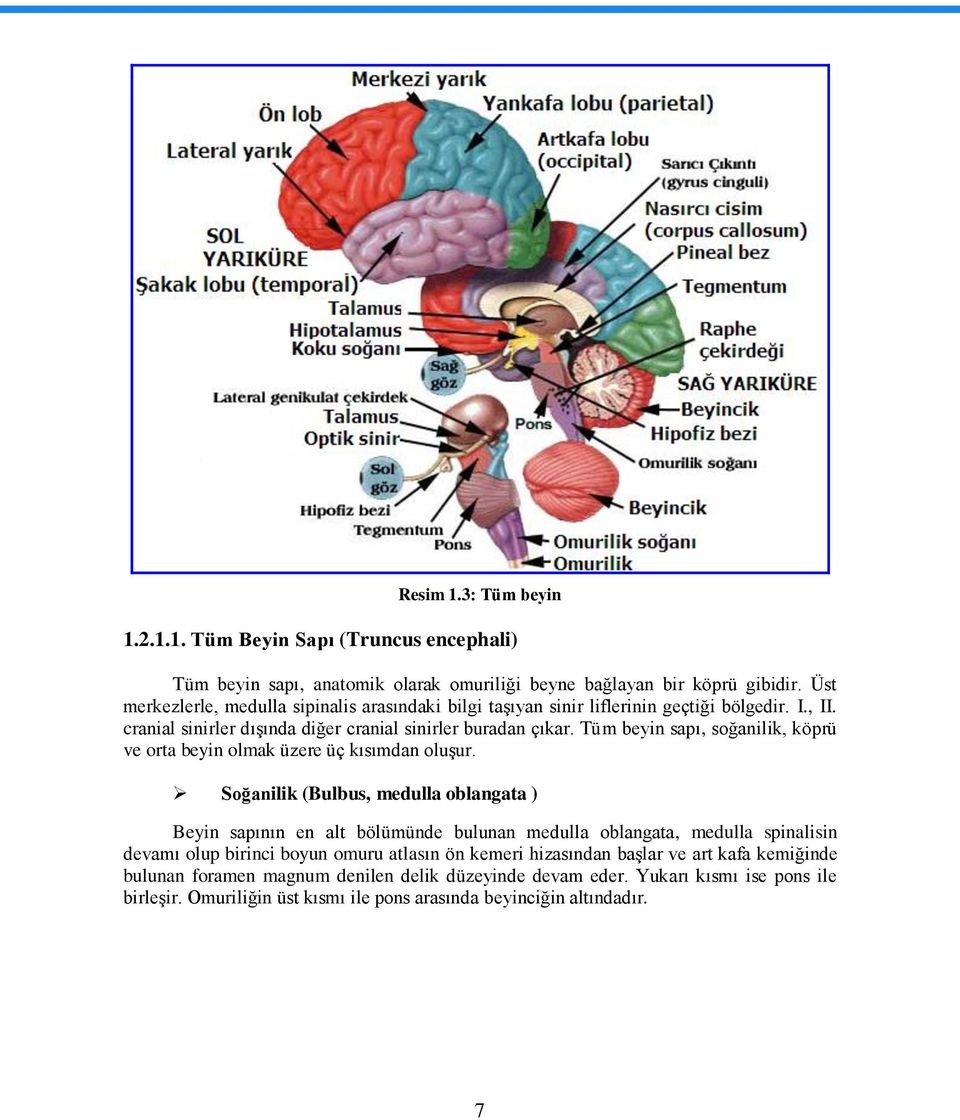 Tüm beyin sapı, soğanilik, köprü ve orta beyin olmak üzere üç kısımdan oluģur.
