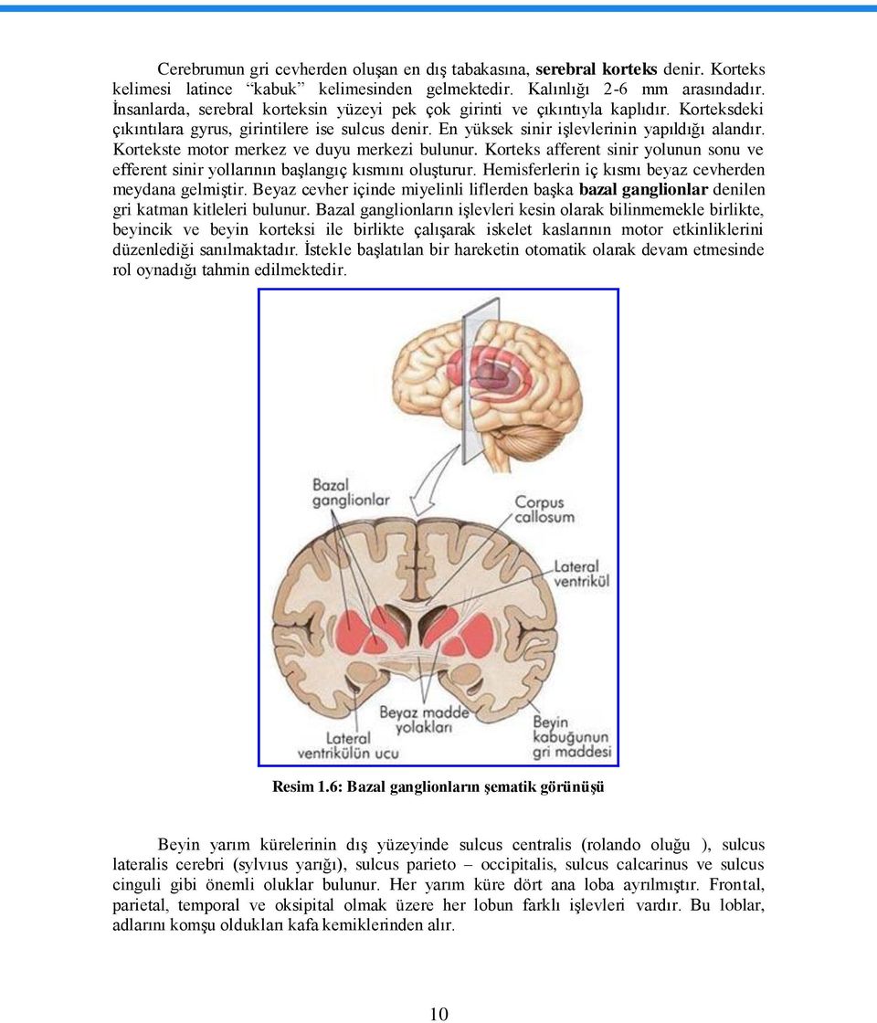 Kortekste motor merkez ve duyu merkezi bulunur. Korteks afferent sinir yolunun sonu ve efferent sinir yollarının baģlangıç kısmını oluģturur. Hemisferlerin iç kısmı beyaz cevherden meydana gelmiģtir.